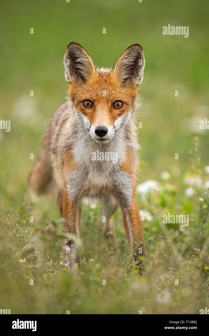 Curioso giovane volpe rossa su un prato estivo con fiori Foto Stock