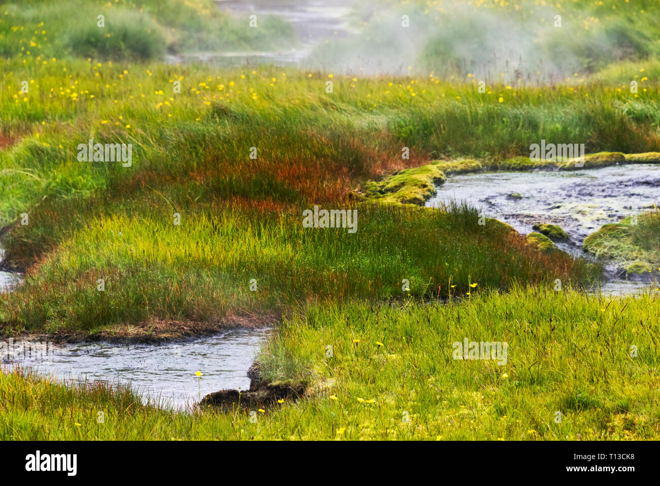 Erba di prato con stream, Landmannalaugar, Islanda Foto Stock