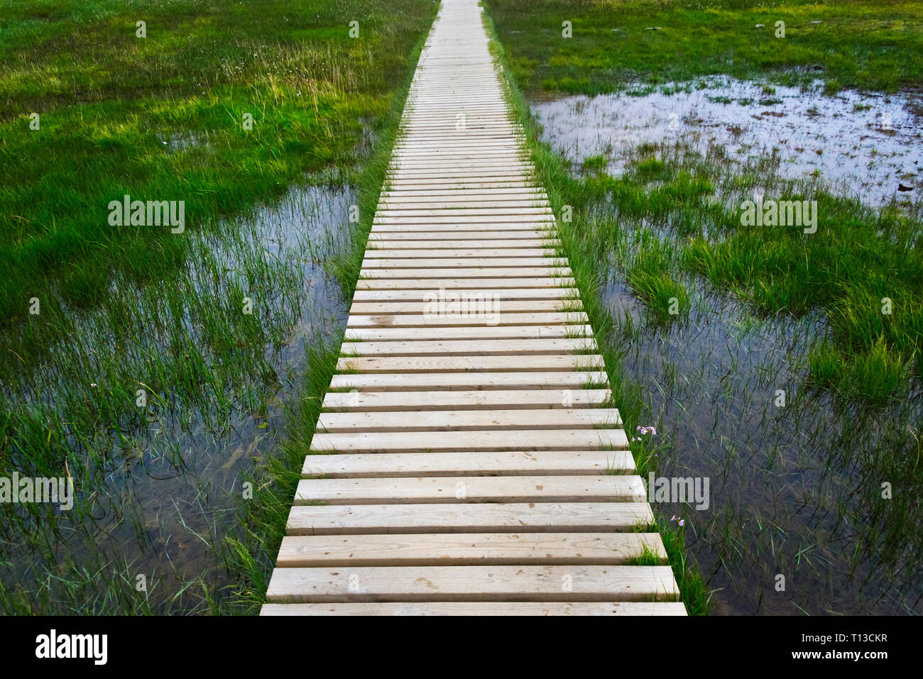 Un percorso di tavoloni in Landmannalaugar, Islanda Foto Stock