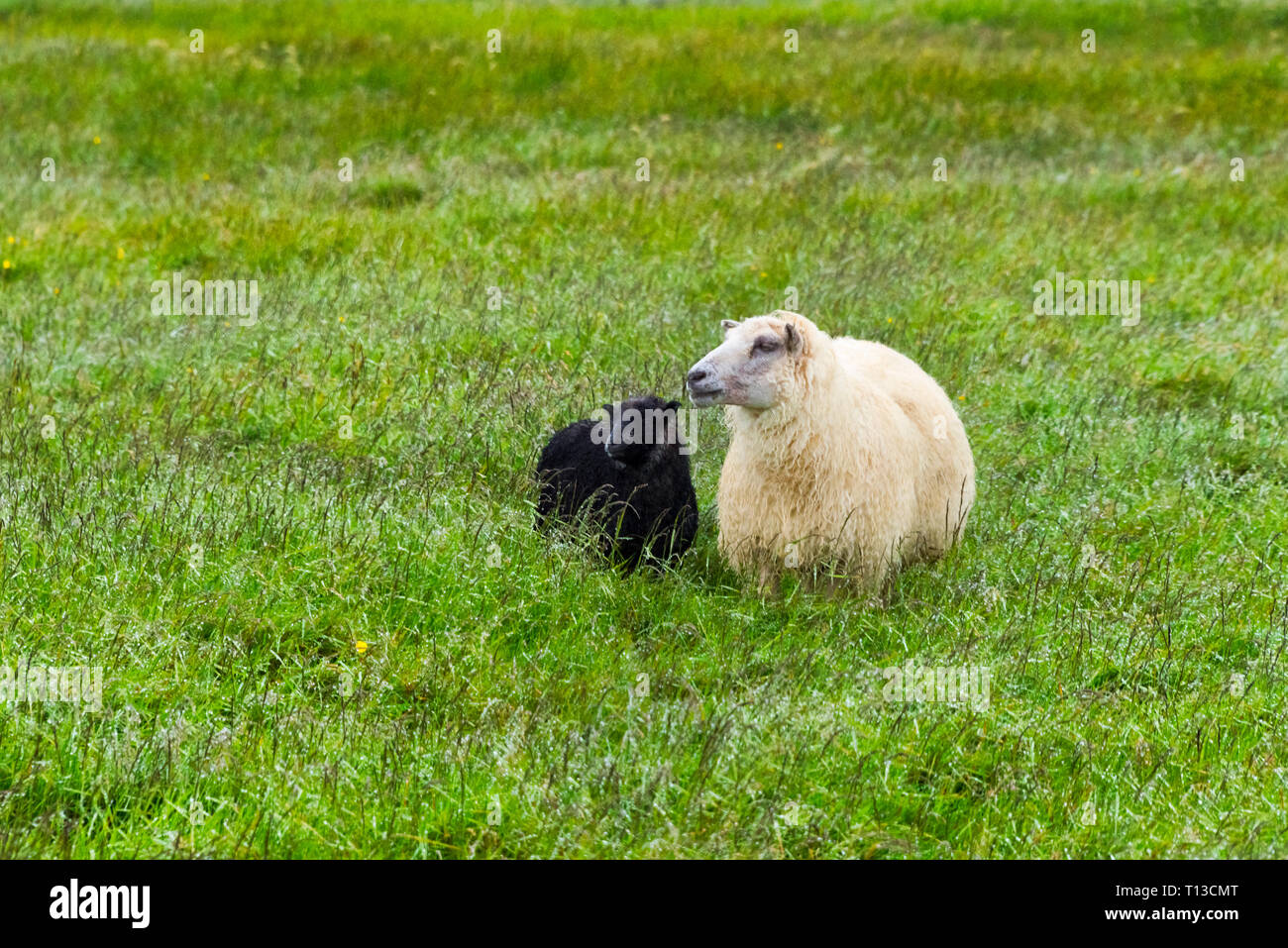 Pecora in bianco con il nero di agnello sul prato, Islanda Foto Stock