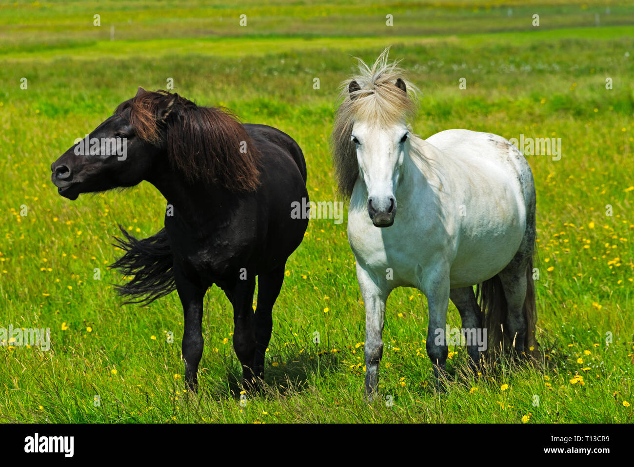 I cavalli del ranch, sud Islanda Foto Stock