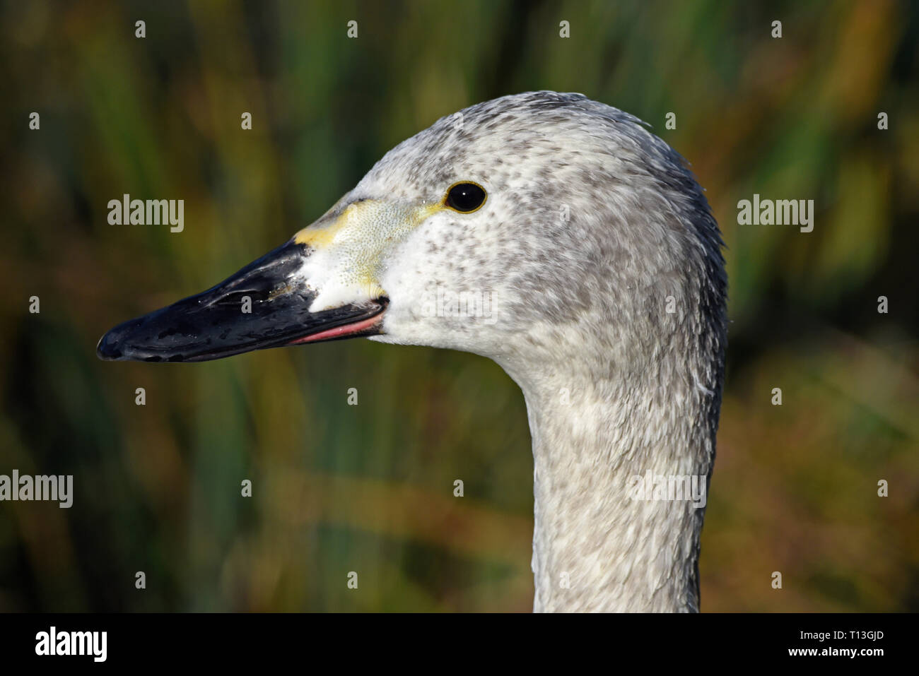 Close-up di un cygnet Bewick cigno (Cygnus bewickii) nell Inghilterra del Sud Foto Stock
