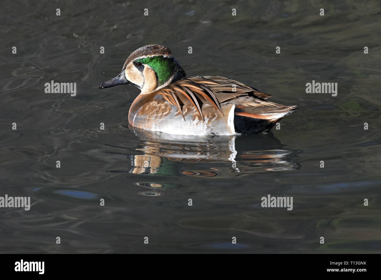 Una matura Baikal Teal maschio (Sibrionetta formosa) nuoto sulle sponde di un lago in Inghilterra del Sud Foto Stock