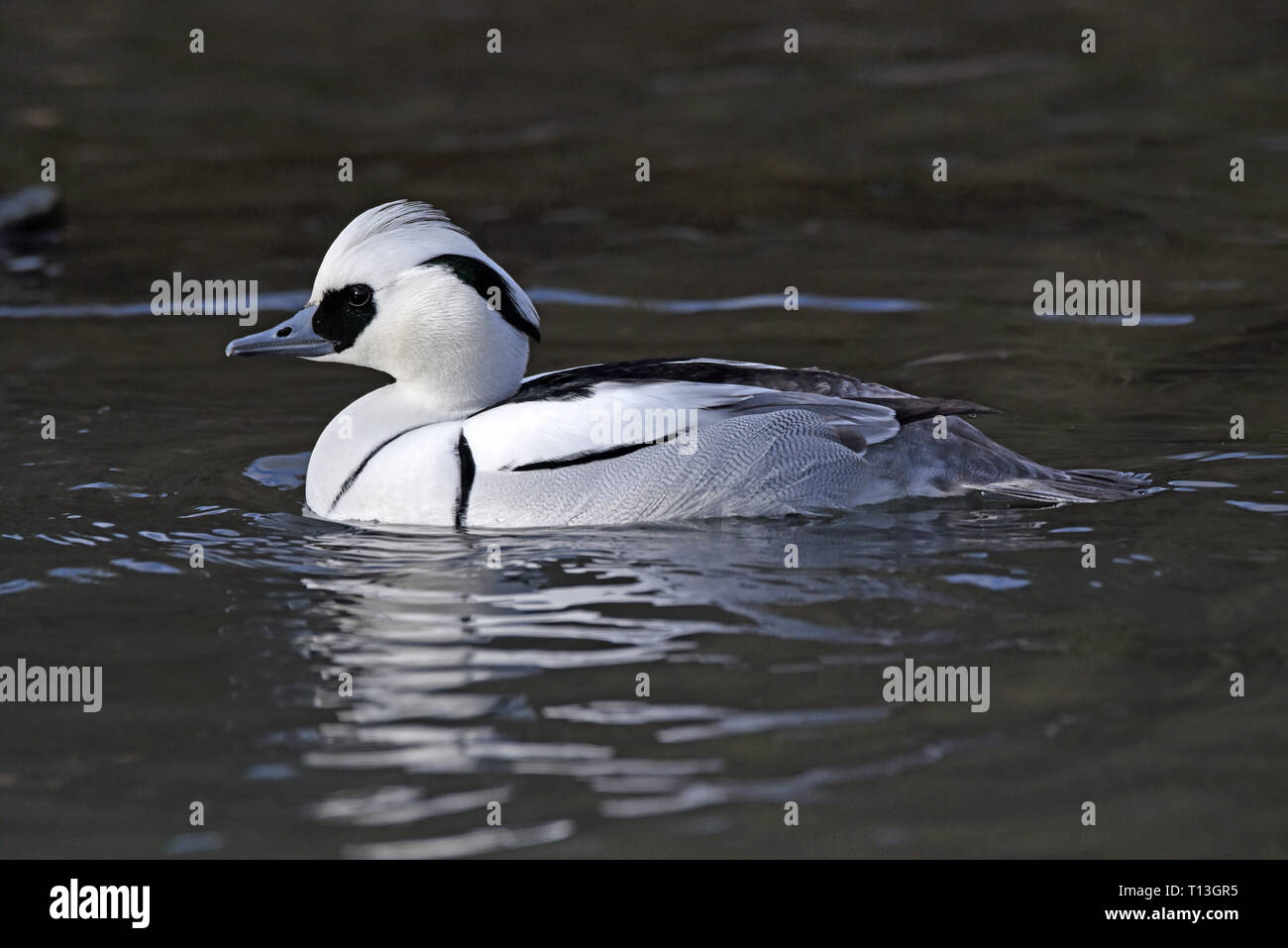 Un maschio Smew (Mergellus albellus) in allevamento piumaggio nuotare in un lago nel sud dell'Inghilterra Foto Stock