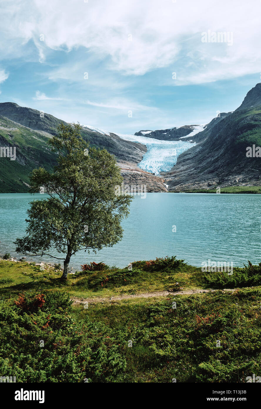 Uscita Engabreen glacier e Svartisvatnet lago con albero a Svartisen nel Saltfjellet-Svartisen National Park Meloy Nordland in Norvegia Foto Stock