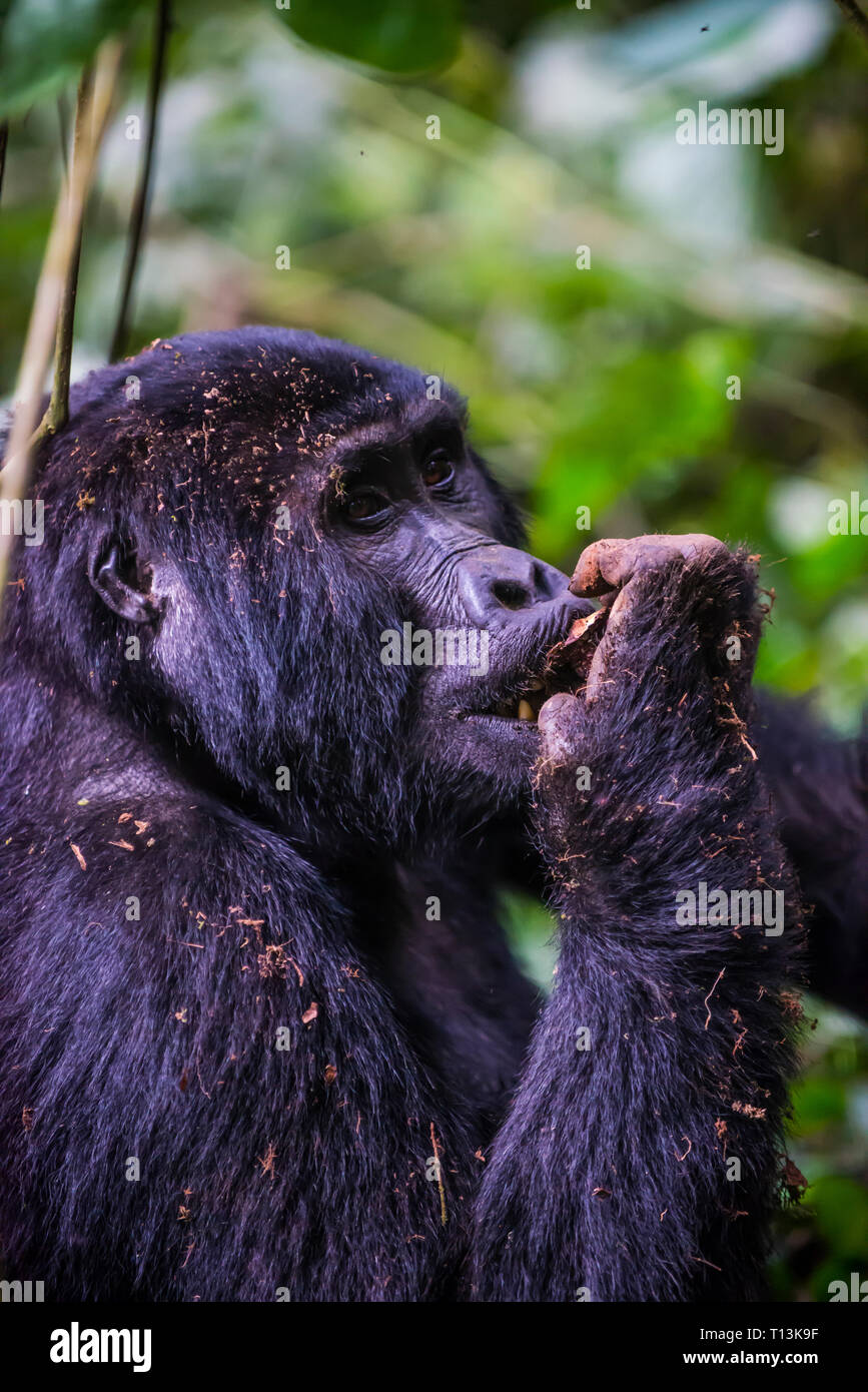 Africa, Uganda, gorilla di montagna, Gorilla beringei beringei, nel Parco nazionale impenetrabile di Bwindi Foto Stock