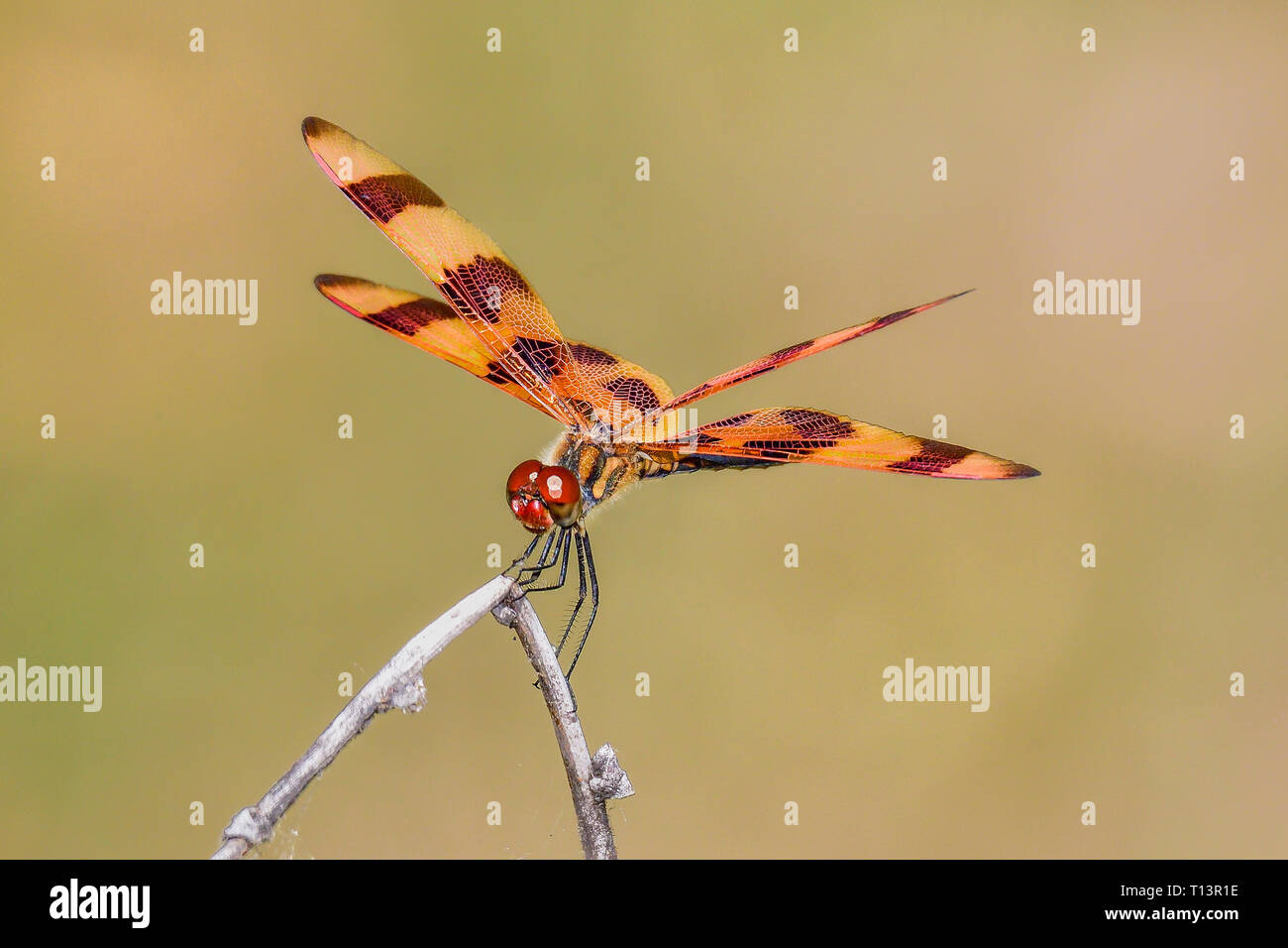 Halloween Pennant Foto Stock