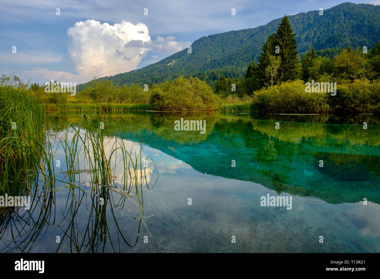 La Slovenia, Gorenjska, nei pressi di Ratece, Sava Dolinka, fonte, Lago di Zelenci Foto Stock