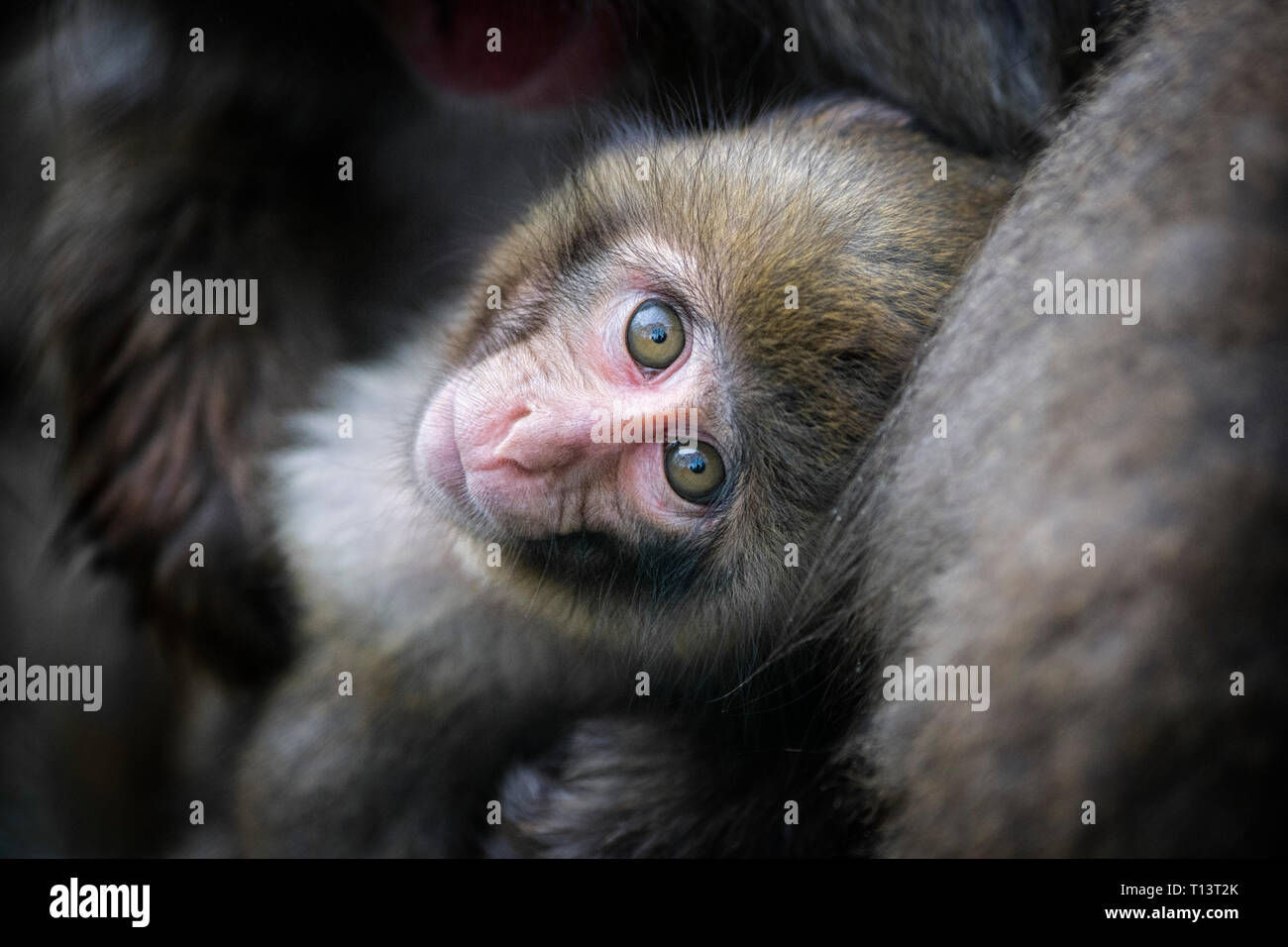 Ritratto di giovane Macaque giapponese Foto Stock