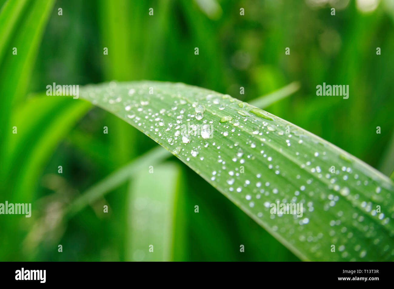 Gocce di rugiada sulla foglia, close-up Foto Stock