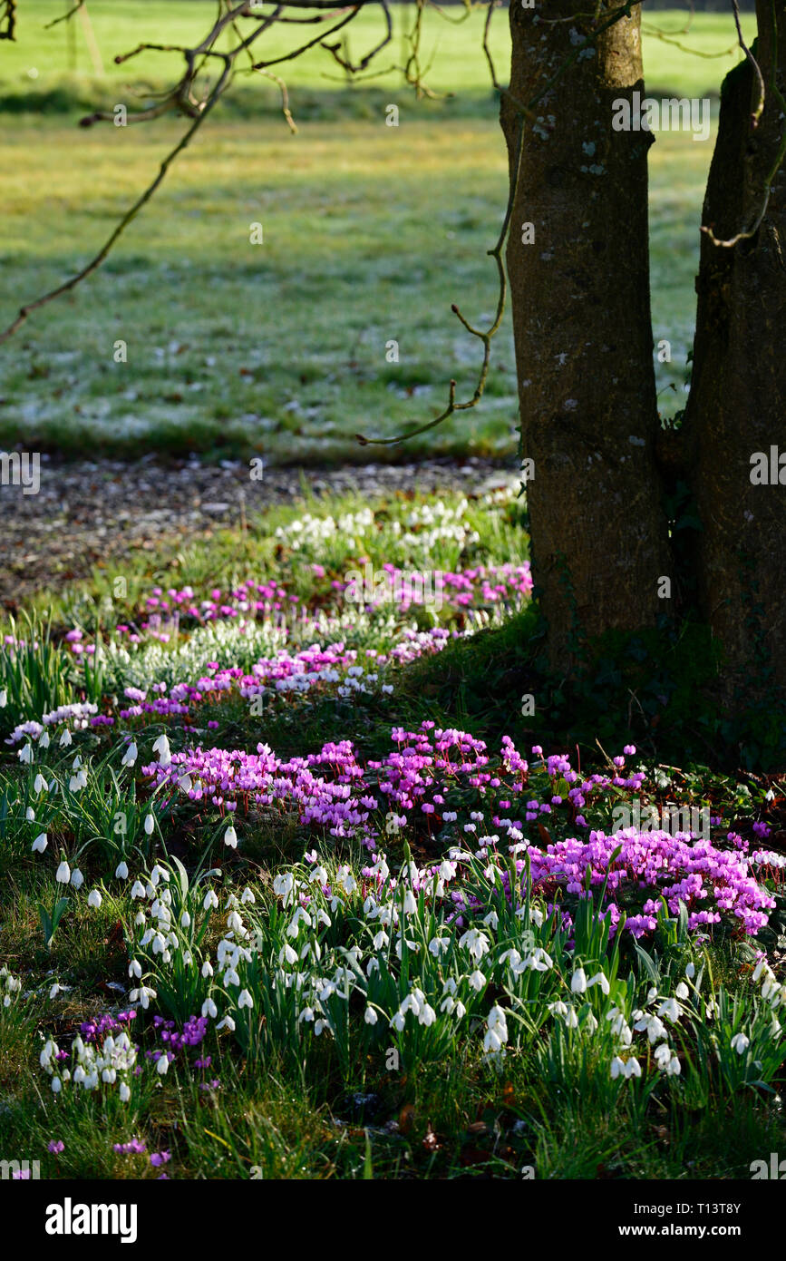 Ciclamino coum,Galanthus,snowdrop,snowdrops,cyclamens,Febbraio,l'inverno,Bianco,rosa,fiori,fioritura,TAPPETO,lampadine,sotto,sotto,tree,tronco,underplan Foto Stock