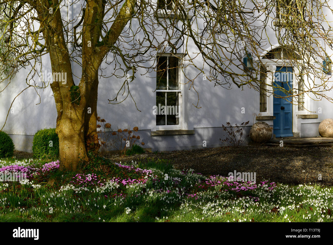 Ciclamino coum,Galanthus,snowdrop,snowdrops,cyclamens,Febbraio,l'inverno,Bianco,rosa,fiori,fioritura,TAPPETO,lampadine,sotto,sotto,tree,tronco,underplan Foto Stock
