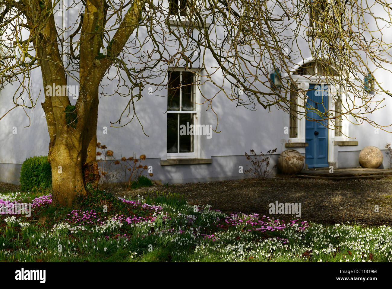 Ciclamino coum,Galanthus,snowdrop,snowdrops,cyclamens,Febbraio,l'inverno,Bianco,rosa,fiori,fioritura,TAPPETO,lampadine,sotto,sotto,tree,tronco,underplan Foto Stock