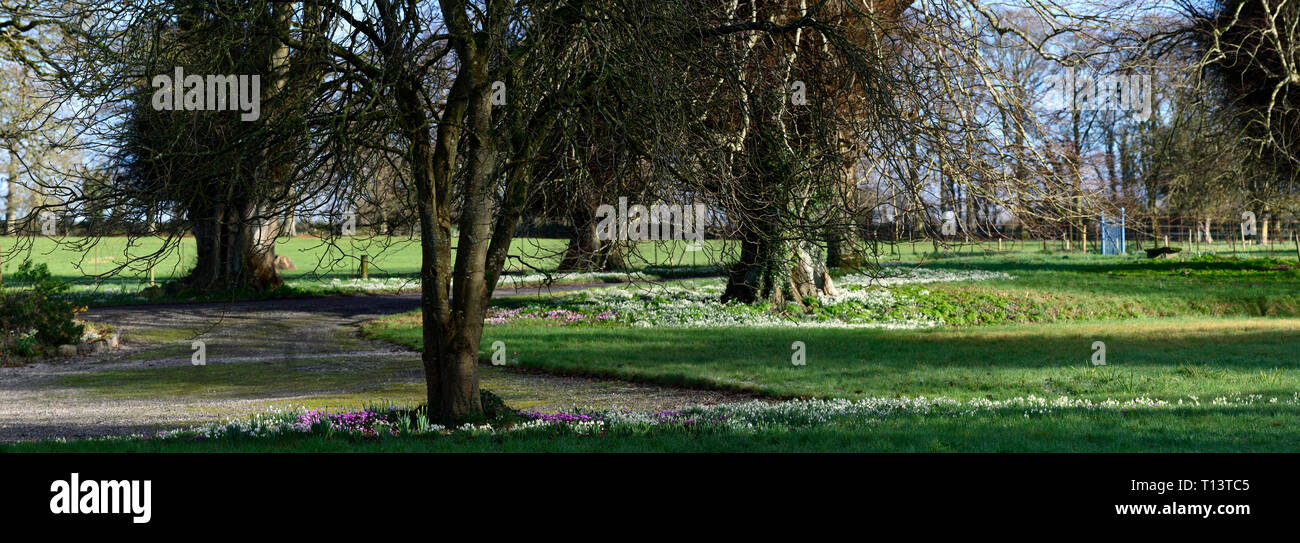 Ciclamino coum,Galanthus,snowdrop,snowdrops,cyclamens,Febbraio,l'inverno,Bianco,rosa,fiori,fioritura,TAPPETO,lampadine,sotto,sotto,tree,tronco,underplan Foto Stock