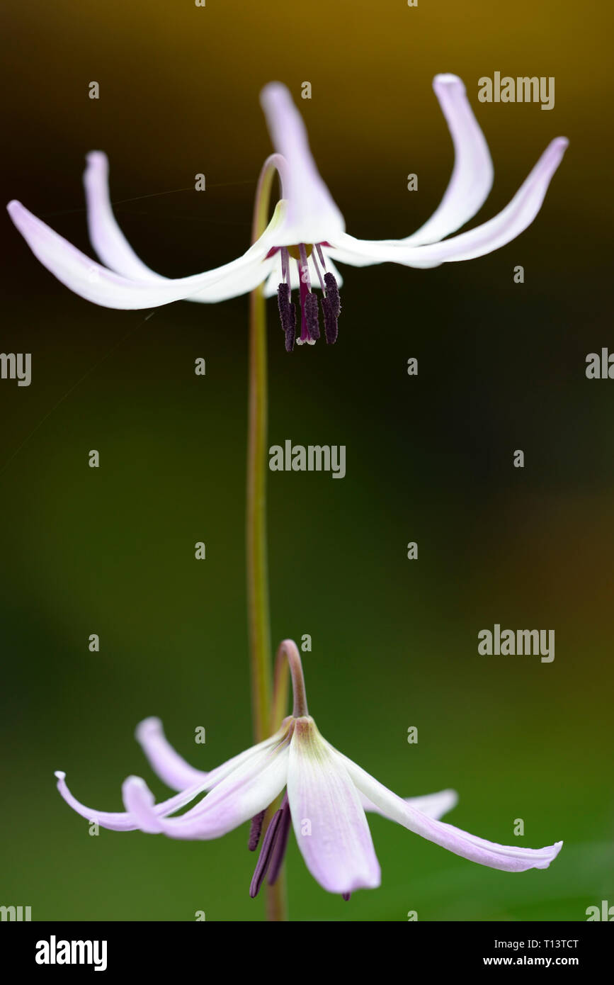 Erythronium Miss Jessop, e un ibrido Bowles,Molla,fiori,fiore,fioritura,RM Floral Foto Stock