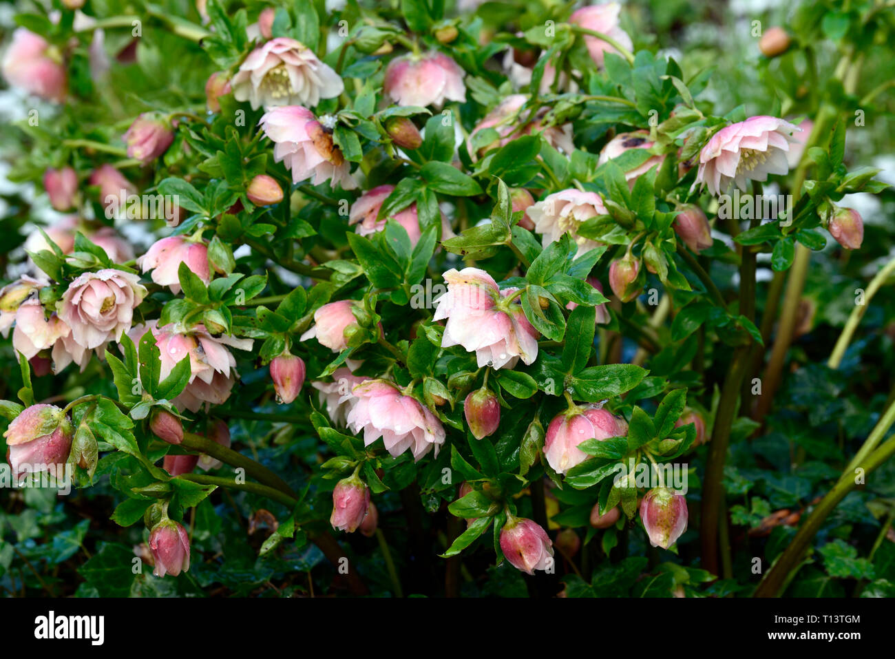 Helleborus orientalis Double Peach Blush,l'Elleboro,hellebores,helleborus,fiori doppi,fioritura,tardo inverno,all'inizio della primavera,giardino,RM Floral Foto Stock