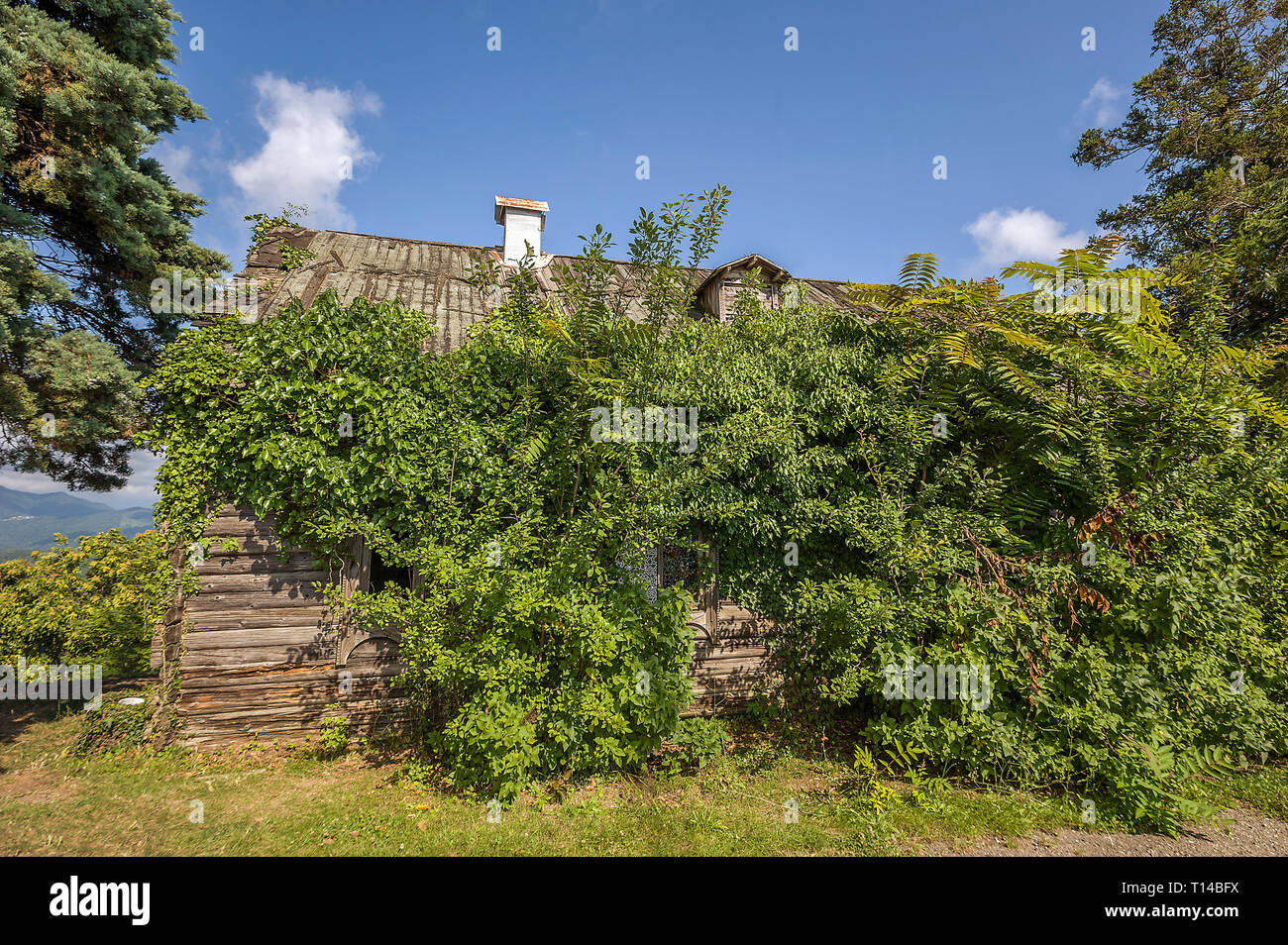La Russia, Territorio di Krasnodar, Dagomys, villaggio Uch-Dere. Fattoria in legno edifici sulla piantagione della parte più settentrionale del tè in tutto il mondo. Foto Stock