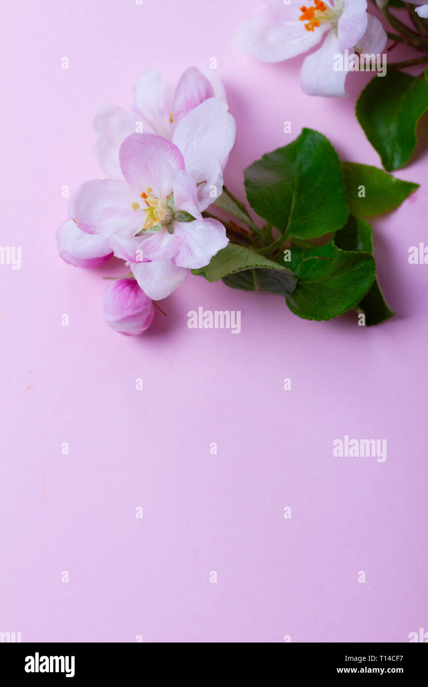 Molla albero di fiori Foto Stock