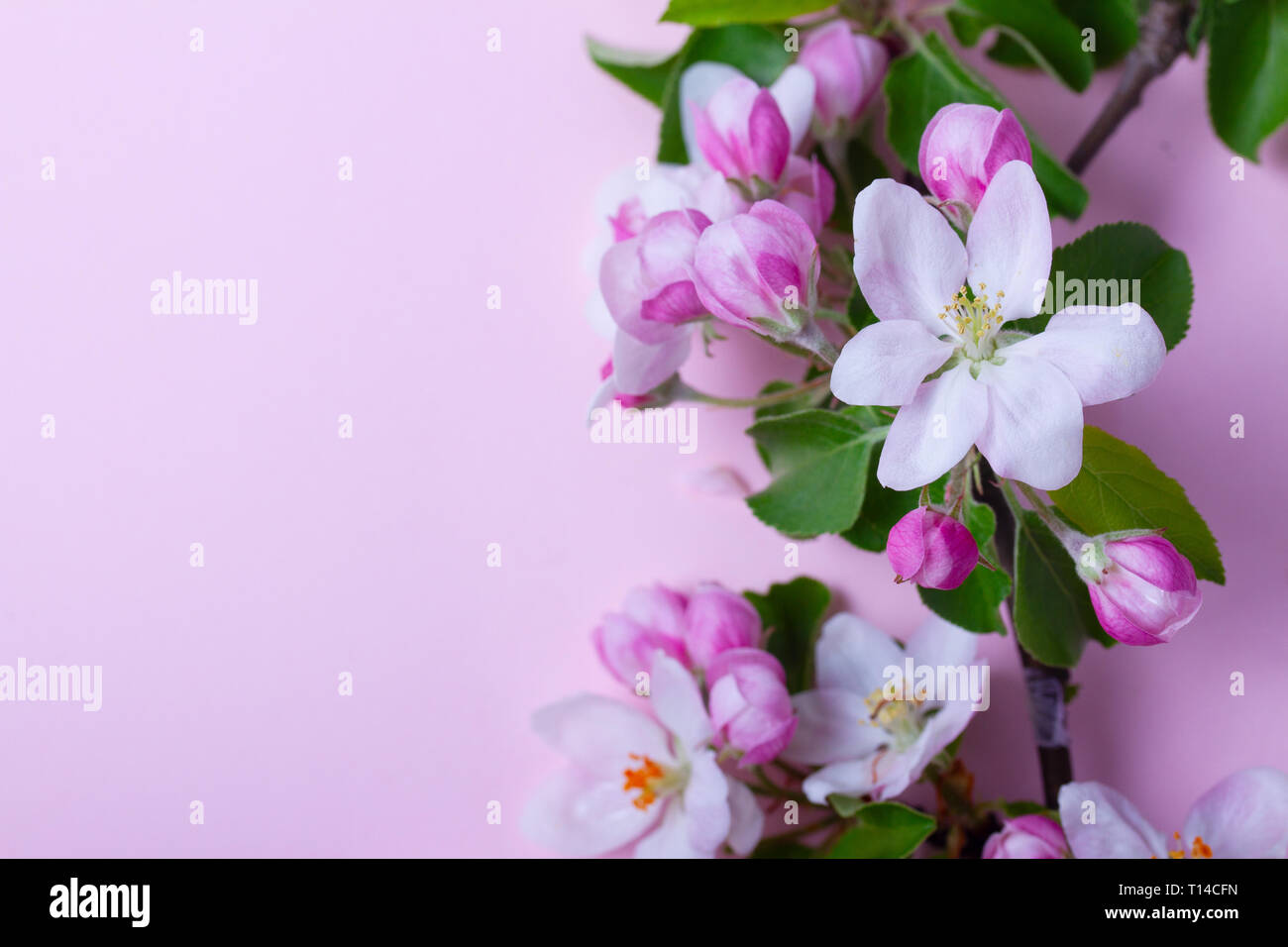 Molla albero di fiori Foto Stock