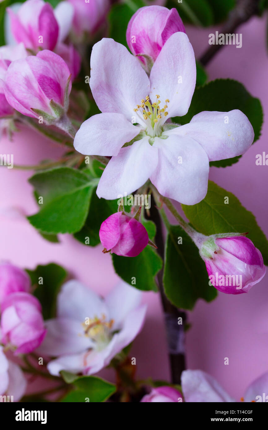 Molla albero di fiori Foto Stock