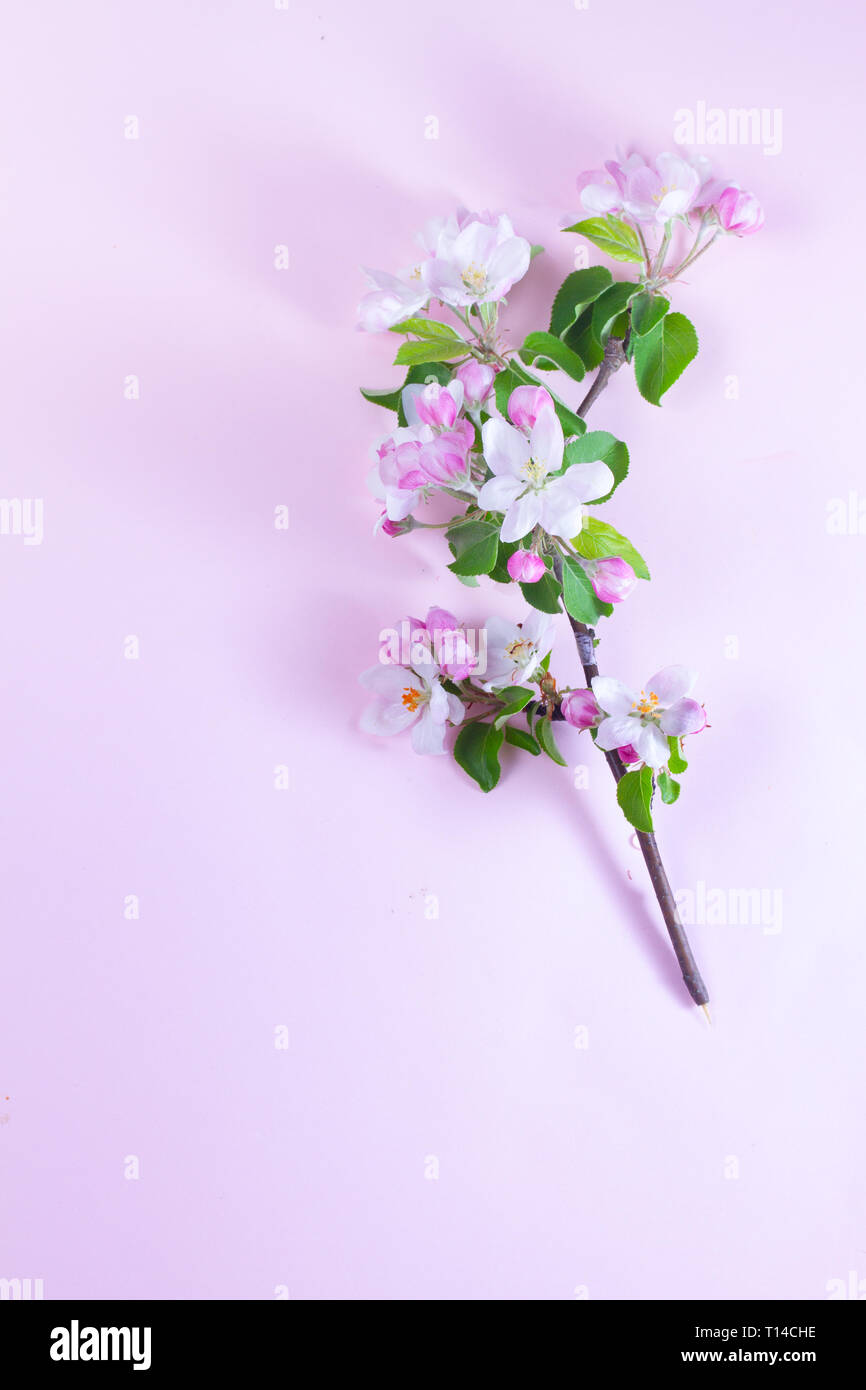 Molla albero di fiori Foto Stock