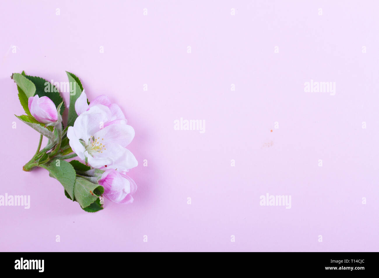 Molla albero di fiori Foto Stock