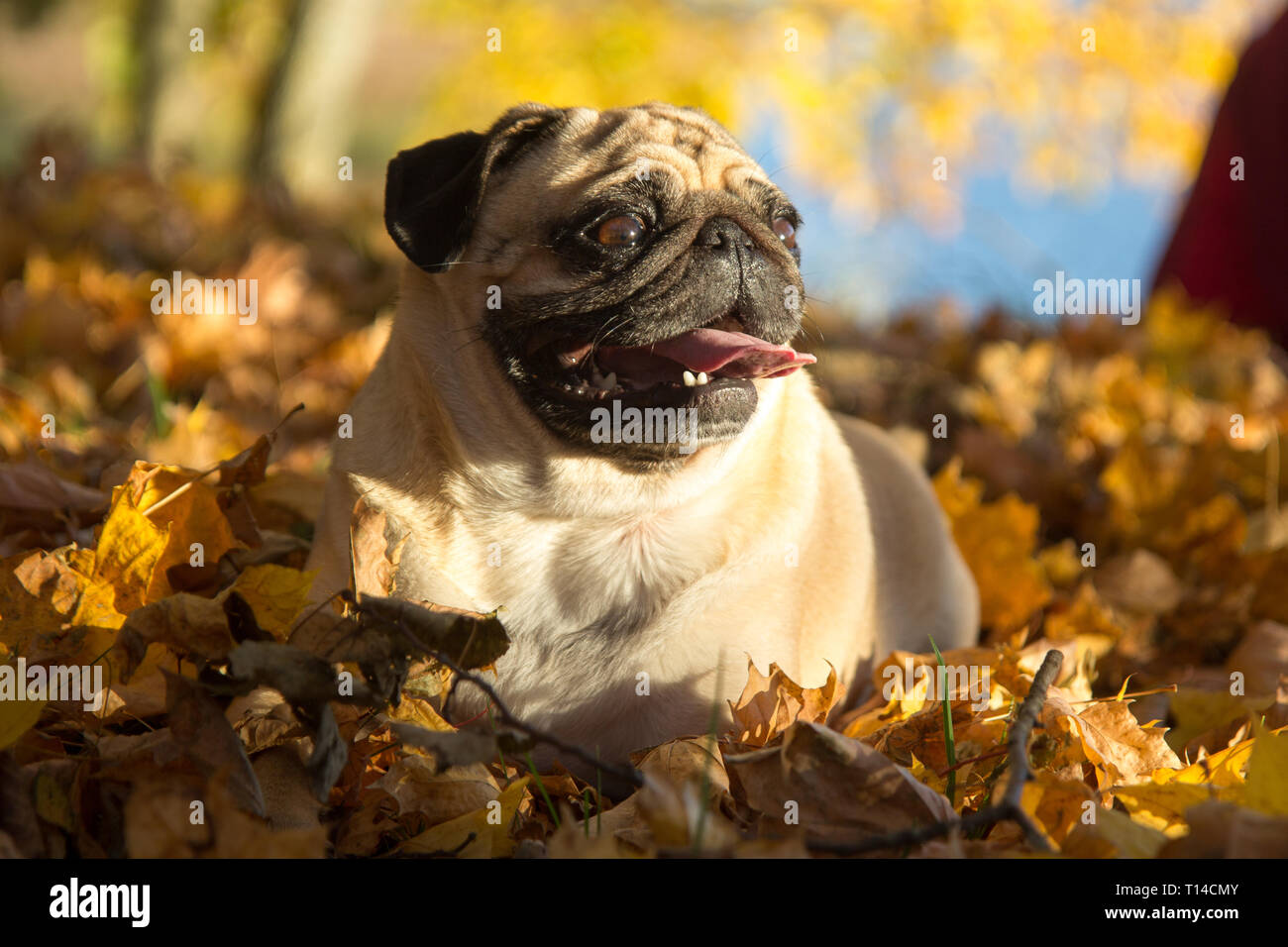 Pug cane in un parco, autunno Foto Stock