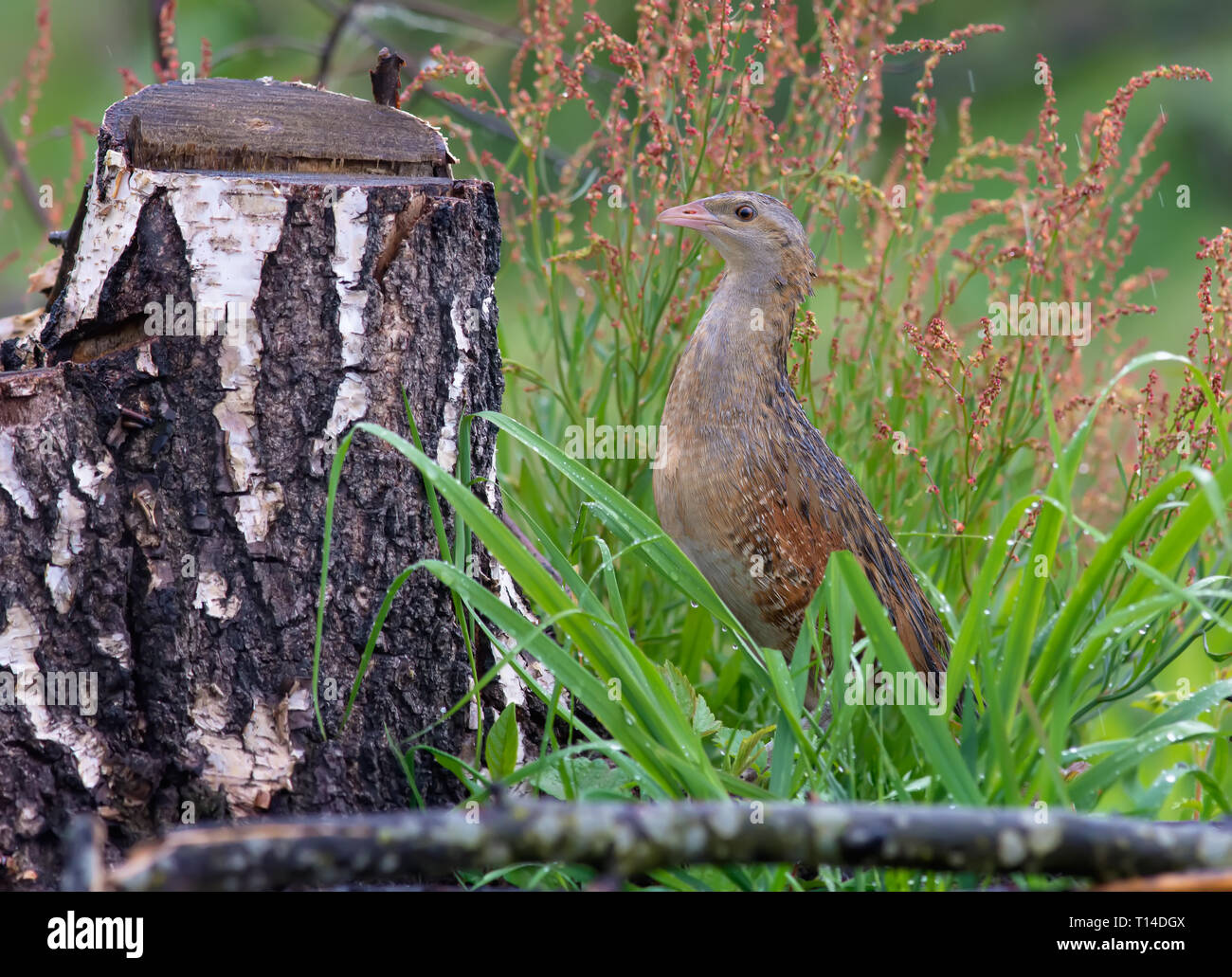 Re di quaglie nascondendo in erba bagnata nei pressi di un moncone di betulla Foto Stock