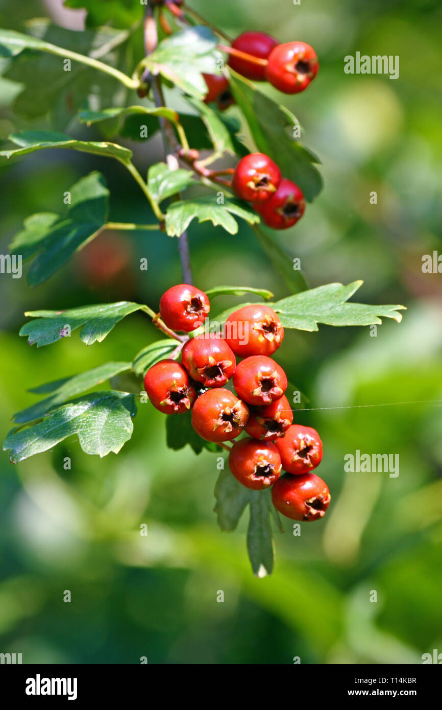Red mature biancospino (Crataegus monogyna) frutti sul ramo, nativo di Europa, Africa nord-occidentale e Asia occidentale Foto Stock