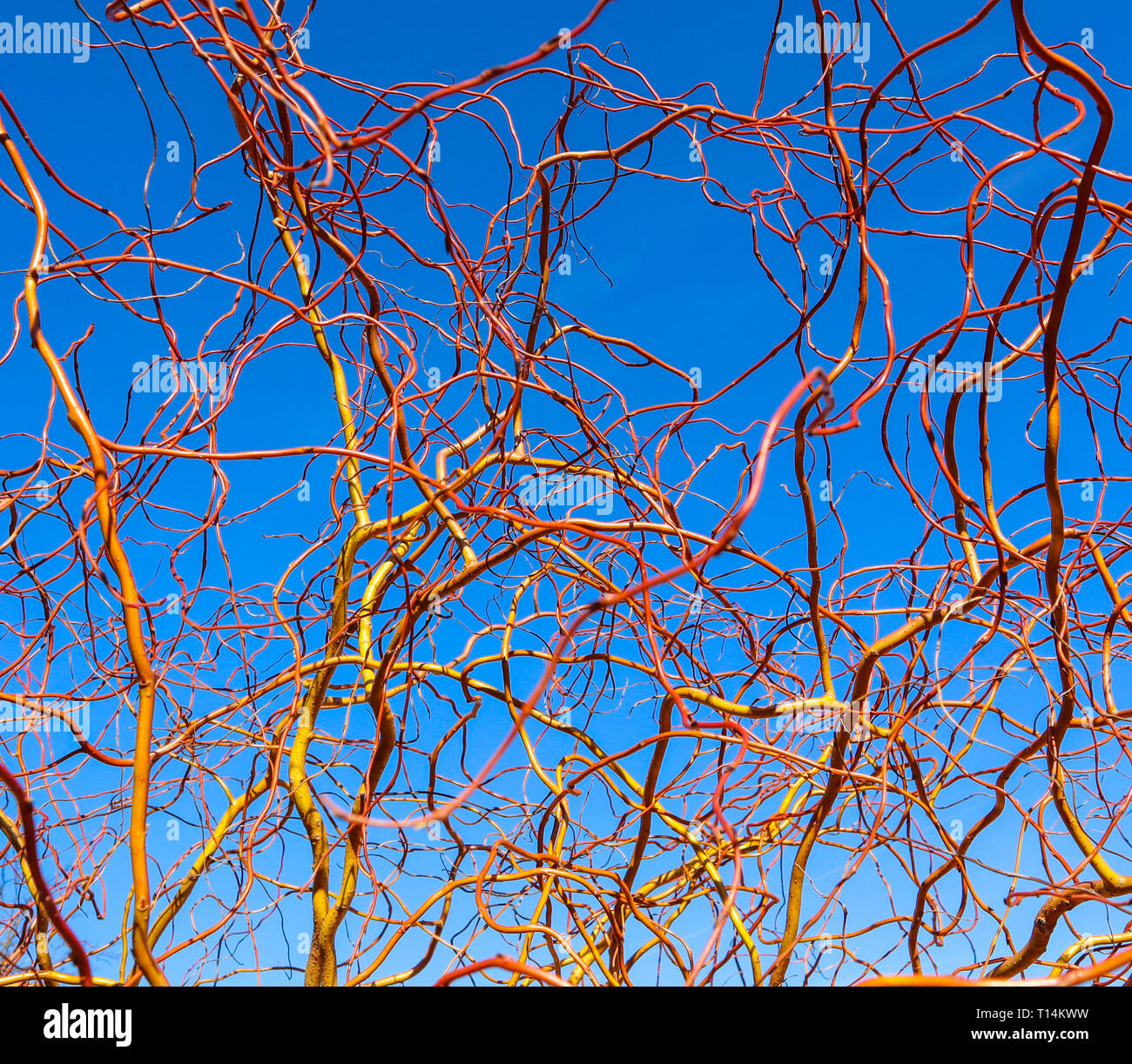 Struttura di cavatappi golden i rami di salici contro il cielo blu in inverno giornata di sole. Salix Matsudana. Sfondo naturale Foto Stock