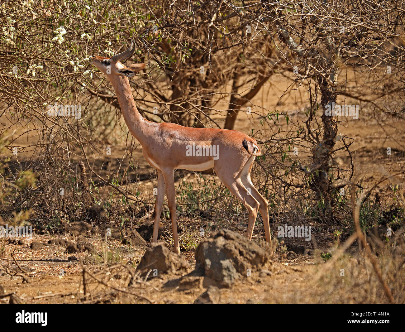 Gerenuk maschio o giraffa gazzella (Litocranius walleri), a collo lungo paese secco antelope navigando nel Tsavo West NP, Kenya, Africa Foto Stock