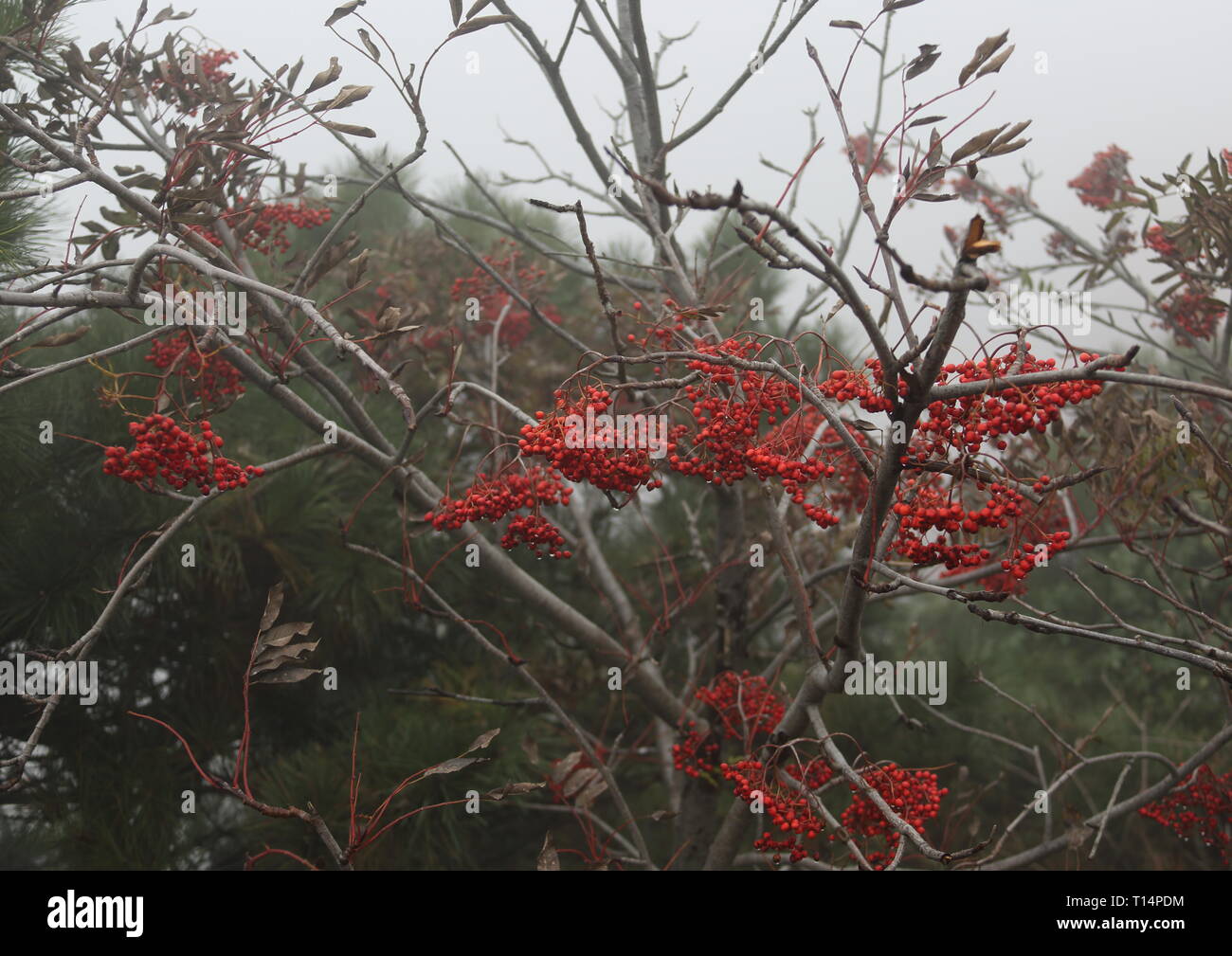 Taishan fiori di montagna in inverno Foto Stock