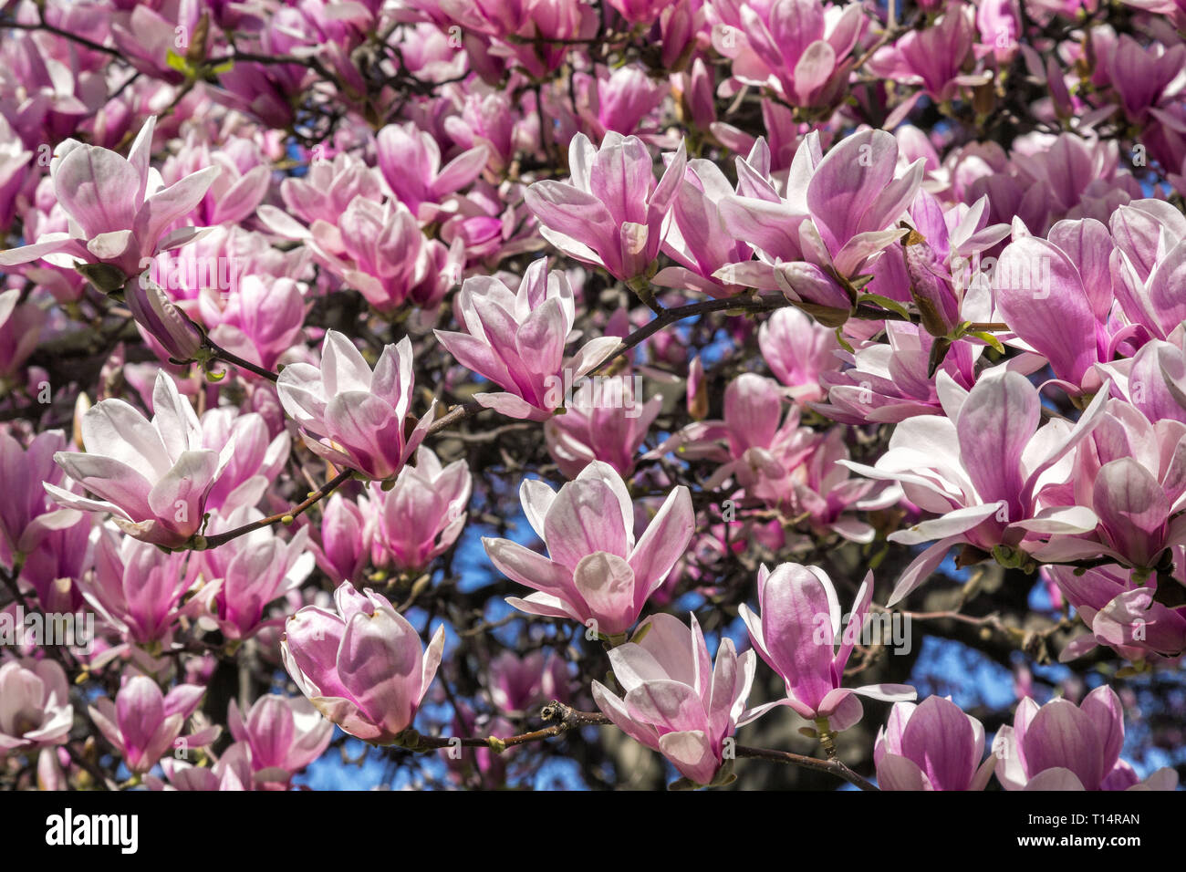 La magnolia in piazza Roosevelt Foto Stock