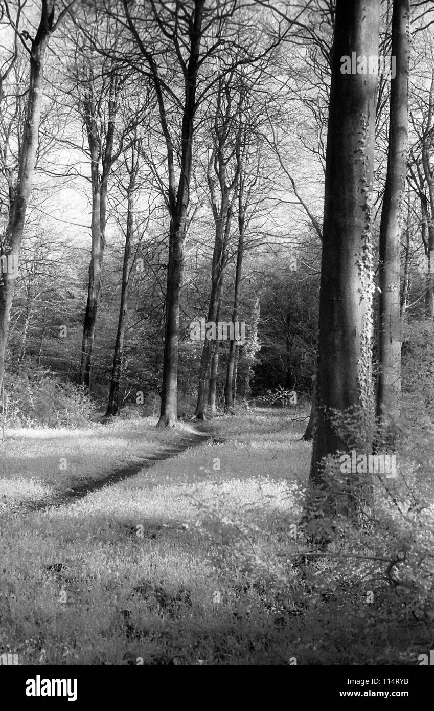 Percorso boschivo in Occidente a piedi, foresta di bere, Hampshire, Regno Unito: faggi sul bianco e nero infra-rosso filmstock, con la sua caratteristica prominente struttura della grana, ad alto contrasto e incandescente fogliame lucido. Foto Stock