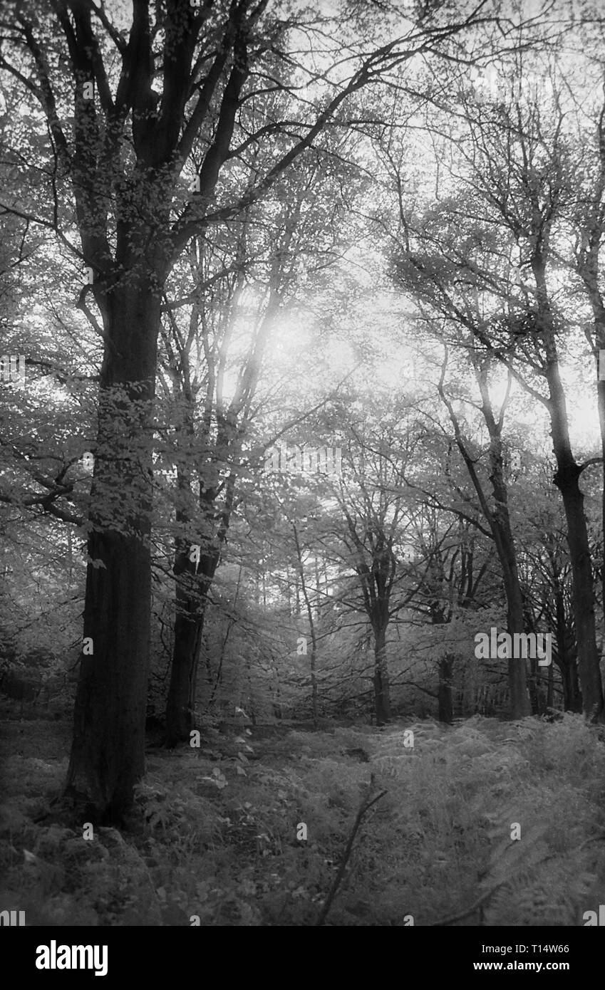 Bosco di Faggio in Occidente a piedi, foresta di bere, Hampshire, Regno Unito, sul bianco e nero infra-rosso filmstock, con la sua caratteristica prominente struttura della grana, ad alto contrasto e incandescente fogliame lucido. Foto Stock