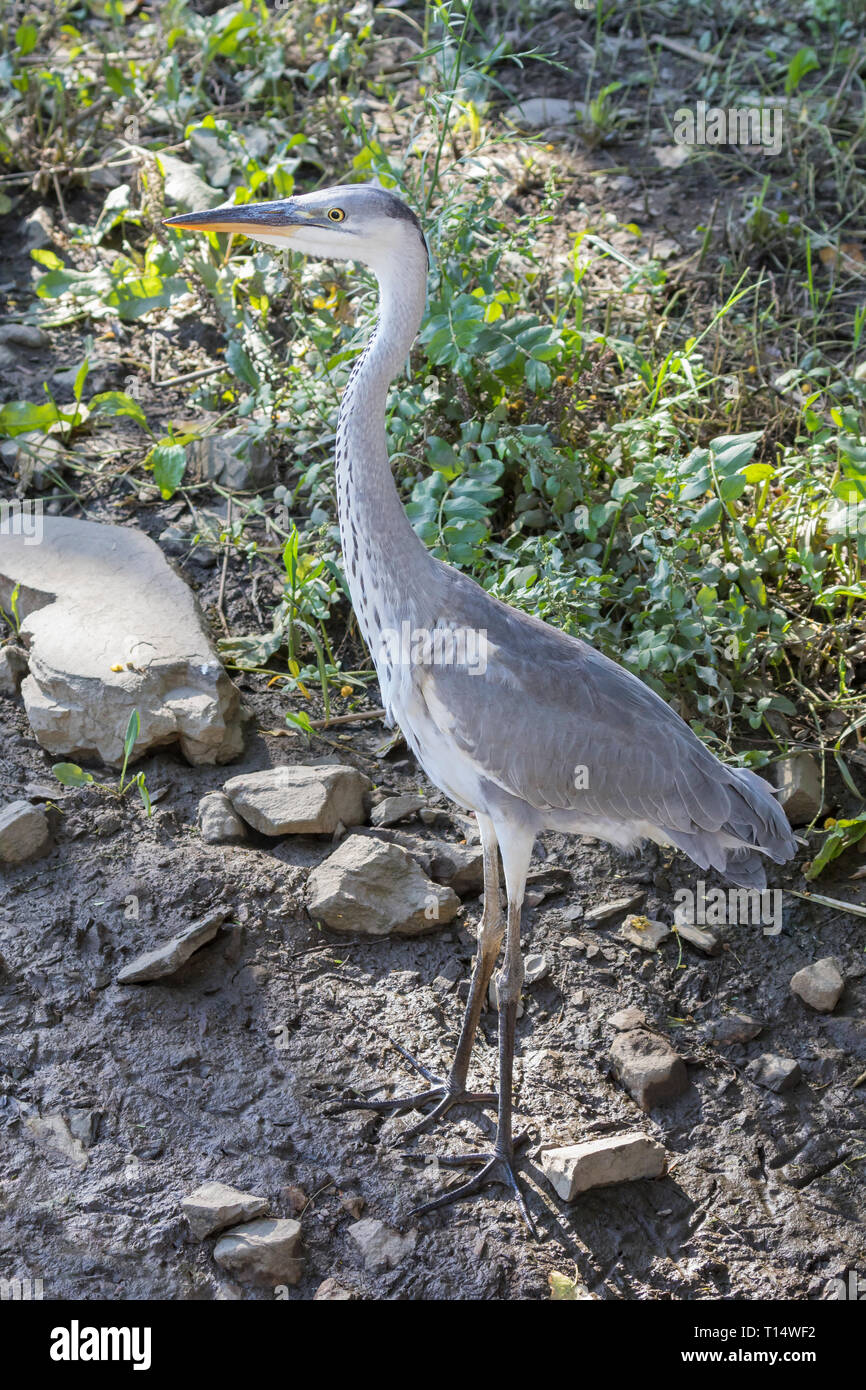 I capretti airone cenerino, Ardea cinerea a Leidam, Montagu, Western Cape, Sud Africa in estate la vista del profilo retroilluminati da Sun in habitat naturali Foto Stock