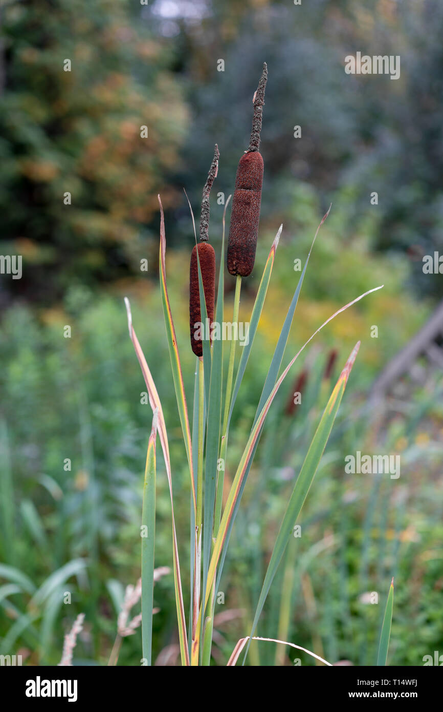 Close up di tifa o Soft bandiera impianto. (Typha angustifolia) Foto Stock