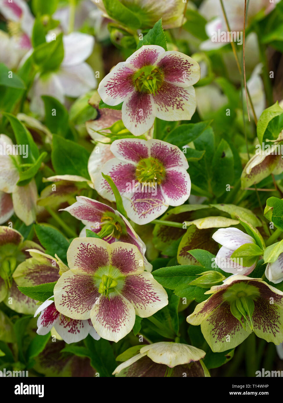Helleborus x hybridus 'White Lady Spotted' Foto Stock