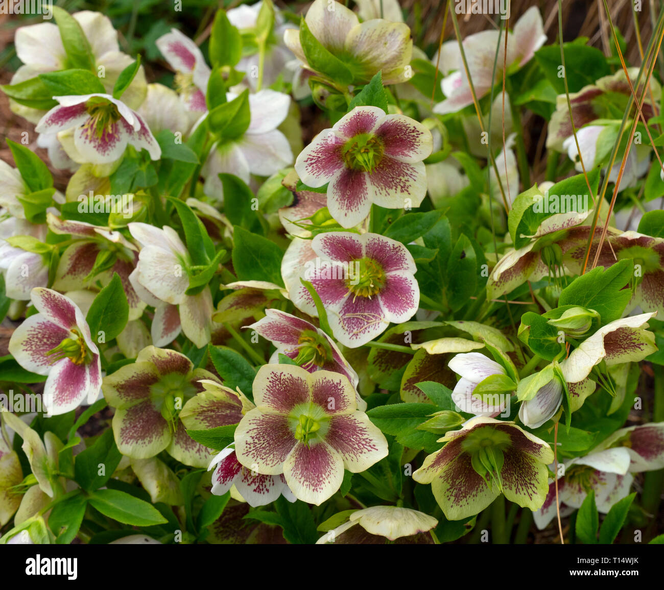 Helleborus x hybridus 'White Lady Spotted' Foto Stock