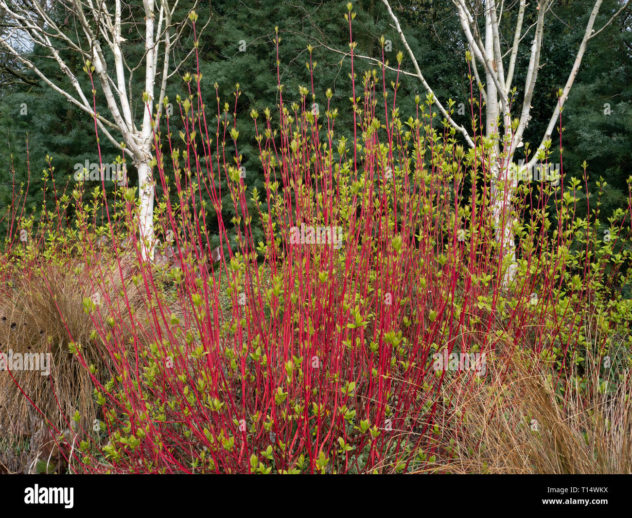 Sanguinello e himalayana precoce di betulla colore giardino d'inverno in giardini Bressingham Norfolk Foto Stock