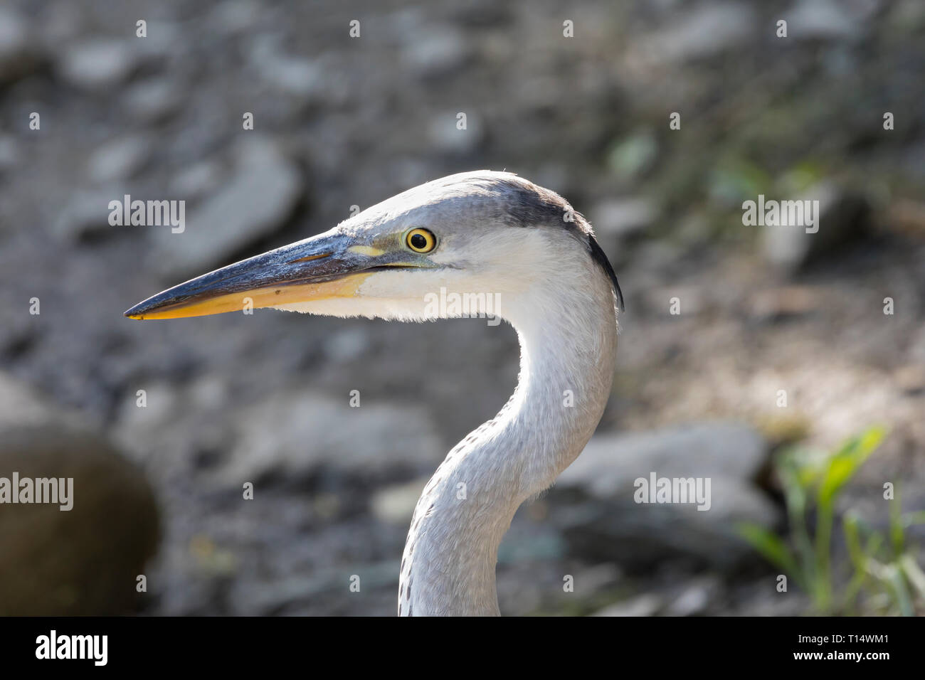 I capretti airone cenerino, Ardea cinerea a Leidam, Montagu, Western Cape, Sud Africa in estate, vicino la vista laterale headshot in habitat naturali Foto Stock