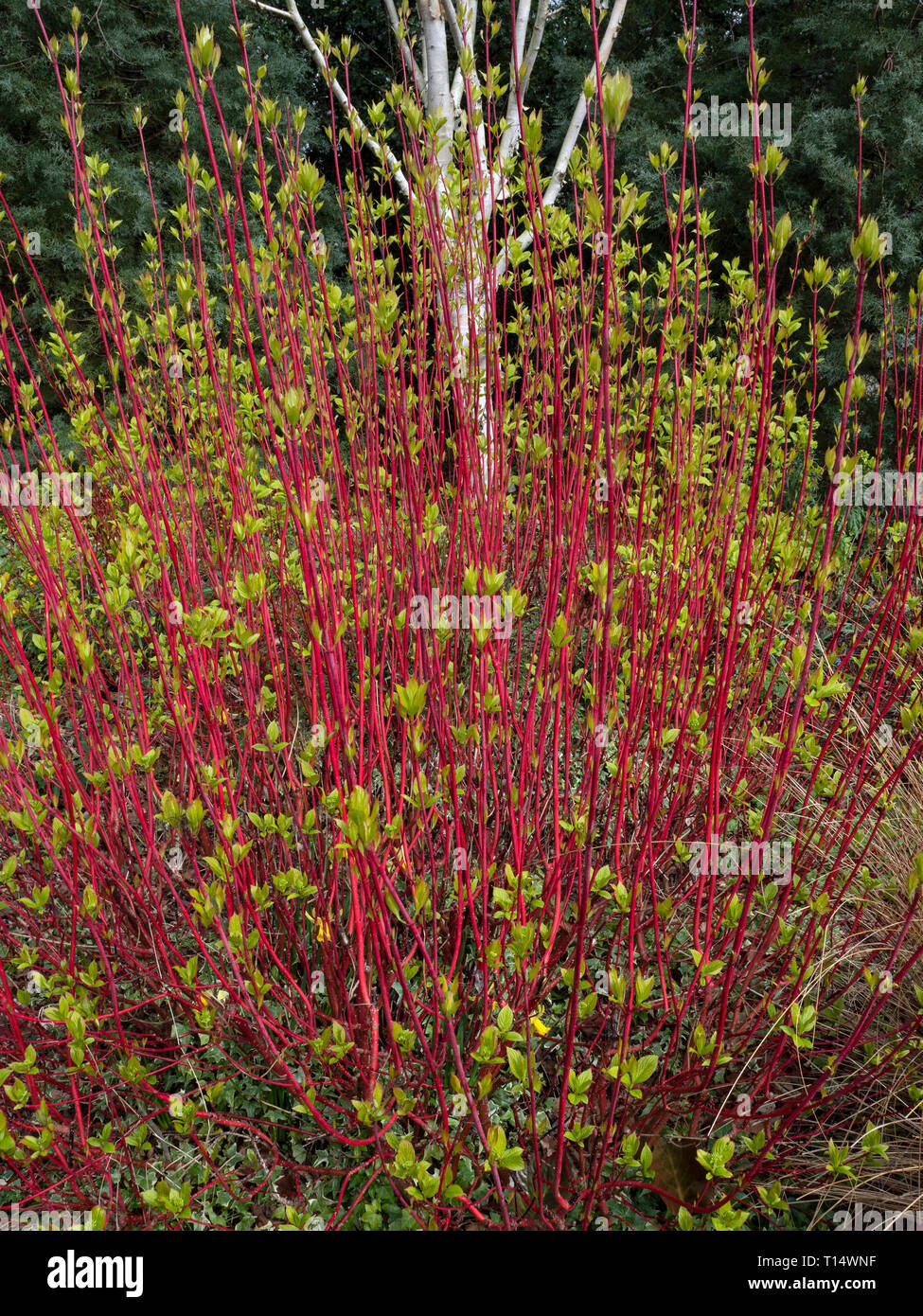 Sanguinello e himalayana precoce di betulla colore giardino d'inverno in giardini Bressingham Norfolk Foto Stock