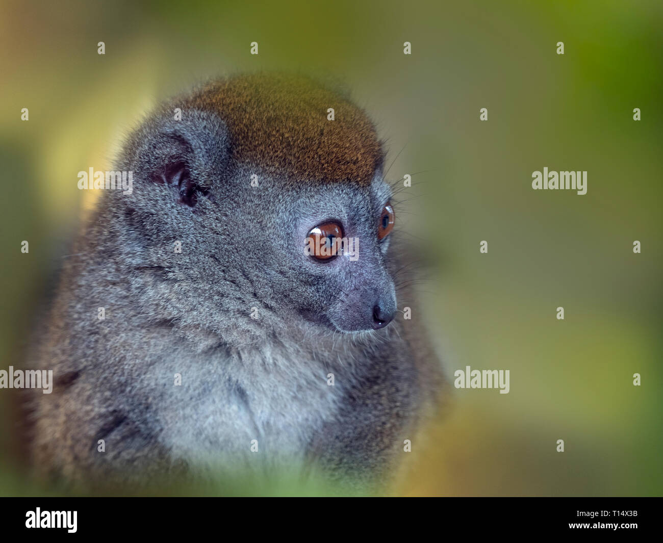 Western minore lemure bambù Hapalemur occidentalis noto anche come il nord del bamboo lemur ,western lemure dolce,Sambirano minore lemure di bambù Foto Stock