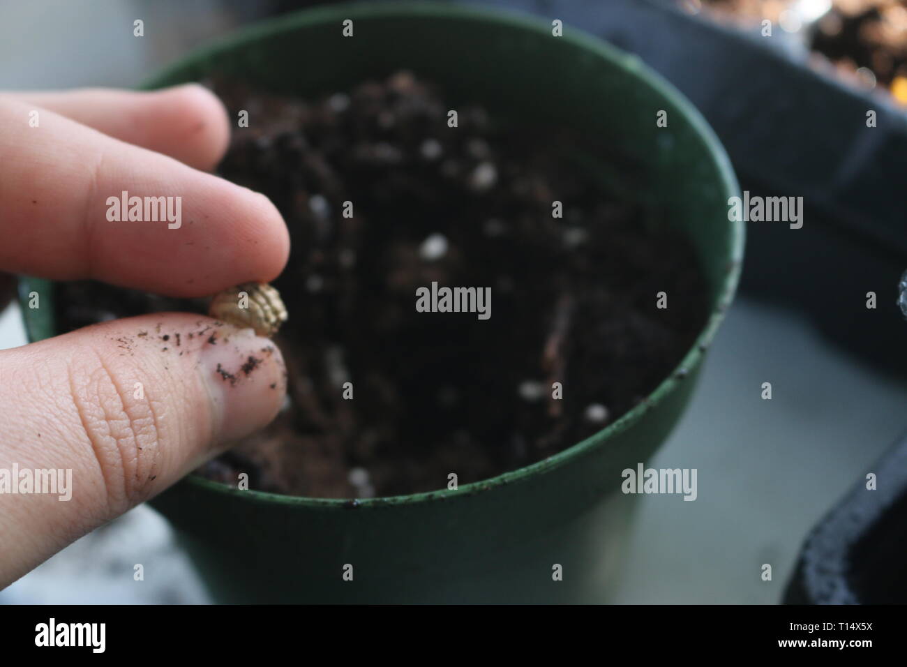 Nasturtium (Tropaeolum majus) semi su un cucchiaio di legno Foto Stock