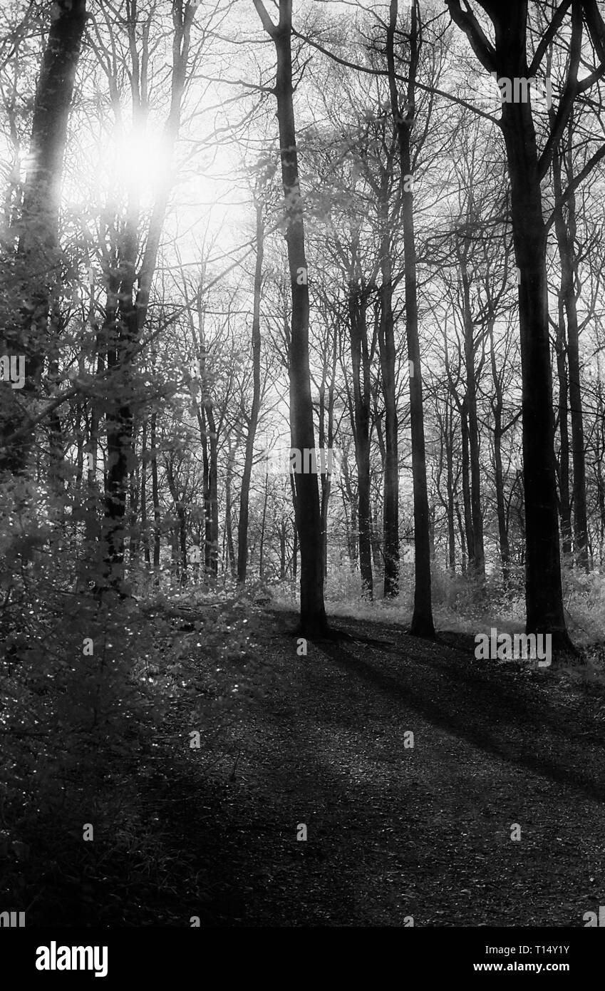 La luce del sole attraverso i rami su un sentiero di bosco in Occidente a piedi, foresta di bere, Hampshire, Regno Unito: faggi sul bianco e nero infra-rosso filmstock, con la sua caratteristica prominente struttura della grana, ad alto contrasto e incandescente fogliame lucido. Foto Stock