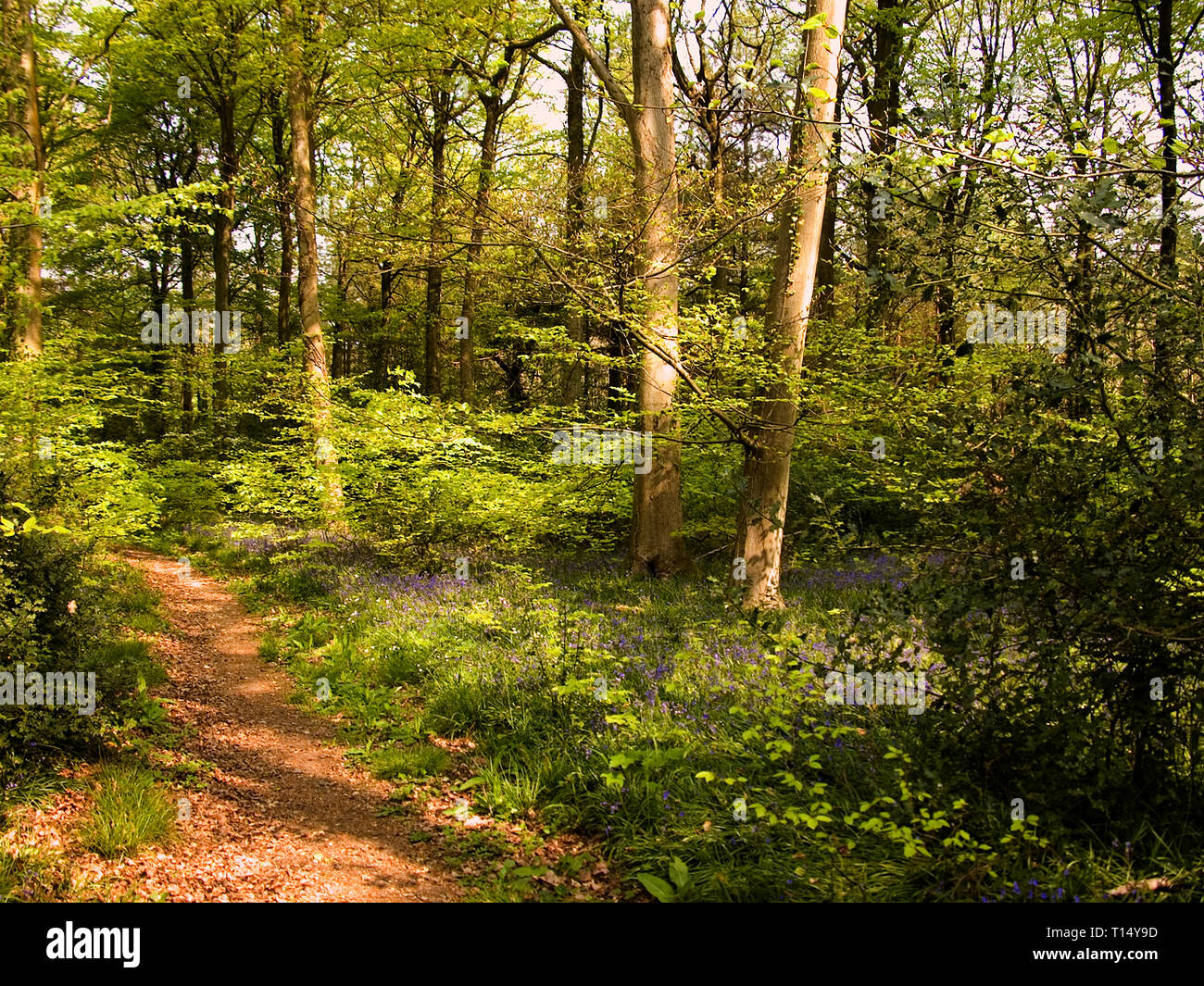 Bluebells fiancheggiano un sylvan sentiero in Occidente a piedi, foresta di bere, Hampshire, Regno Unito Foto Stock