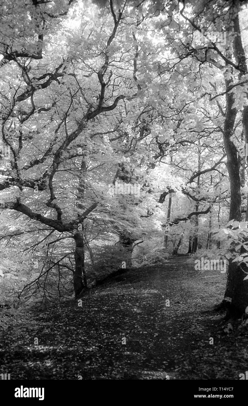 Un sylvan via attraverso il bosco di querce in Bere foresta, Hampshire, Regno Unito sul bianco e nero infra-rosso filmstock, con la sua caratteristica prominente struttura della grana, ad alto contrasto e incandescente fogliame lucido. Foto Stock
