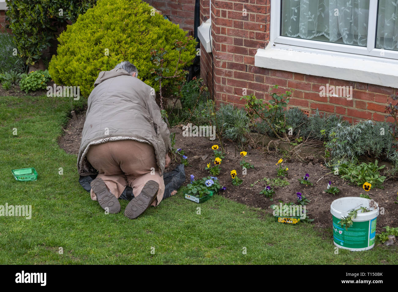 Uomo anziano sulle ginocchia il giardinaggio Foto Stock