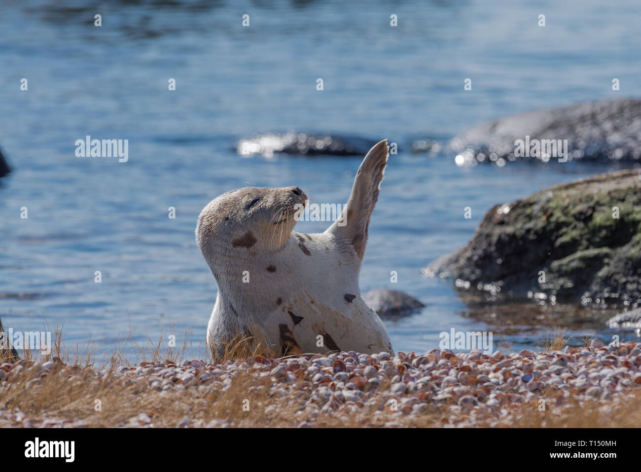 Arpa in appoggio di tenuta sulla spiaggia sventolando pinna per riscaldare in inverno Foto Stock