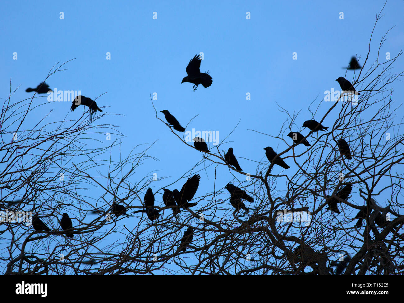 Jackdaws, Corvus monedula, Gregge di adulti desending su e sono ' appollaiati nella struttura ad albero al tramonto. Slimbridge, Gloucestershire, UK. Foto Stock